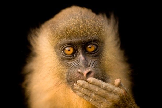 Mandrill